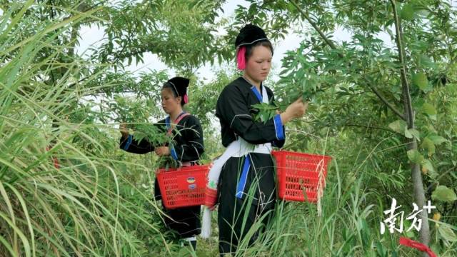 连南群众采摘野生山苍子。