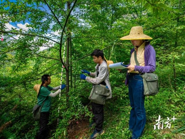 连南开展野生山苍子优质树调查。